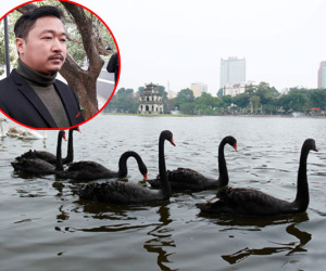 Người tặng thiên nga tại Hà Nội từng bị phạt vì nuôi động vật hoang dã