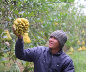Phật thủ chín sớm, quả đẹp giá 2 triệu, người trồng lo thất thu