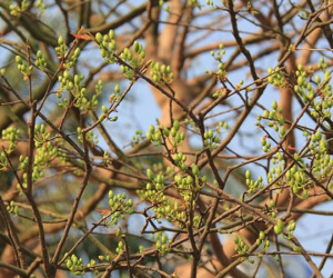 Xuất hiện mai 'khủng' quý hiếm, hơn 90 năm có giá tiền tỷ ở Cần Thơ