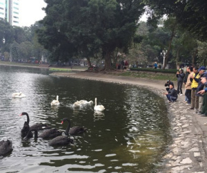 Đóng cọc, quây lưới để chống trộm thiên nga ở giữa hồ Thiền Quang