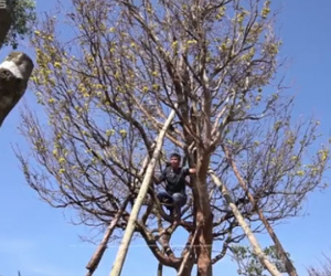 Video: Mai 'phu thê' trăm tuổi ở Tây Ninh