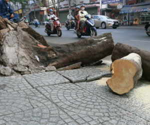 Cây xanh bật gốc đè 4 người ở Sài Gòn
