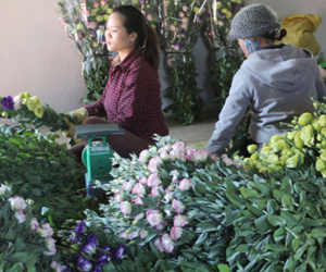 Hoa Tết Đà Lạt giá cao, rau rẻ