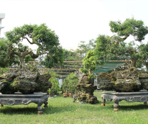 Cổ thụ giá 4 tỷ ở 'chợ hoa nhà giàu' Sài Gòn ngày cận Tết