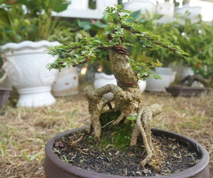 La liệt bonsai độc lạ giá cả cây vàng 'đại náo' thị trường Tết 2018