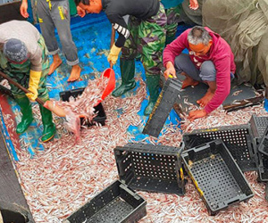 Ngư dân Hà Tĩnh trúng đậm 200 tấn cá cơm