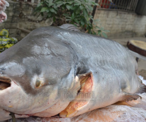 Đại gia Hà Nội xẻ thịt thủy quái 120kg đãi khách ngày tết