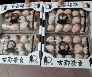 Gần triệu đồng một hộp dâu Bạch tuyết 15 quả biếu Tết