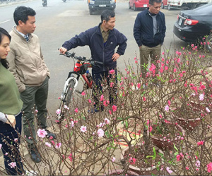 Giá đào tăng vọt ngày giáp Tết