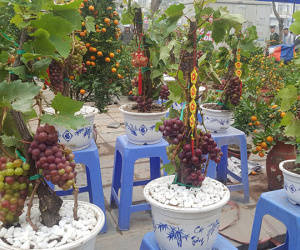 Cây Tết siêu độc, chị chủ vừa bán vừa tiếc