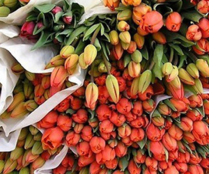 Người Việt chi 18 triệu USD nhập khẩu hoa, cây cảnh chơi Tết