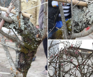 Những cây cảnh Tết giá 'trên trời' dành cho 'đại gia'