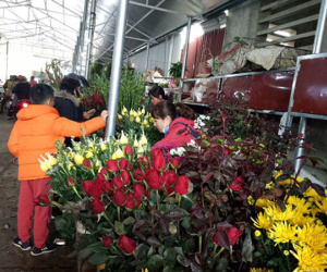Bất ngờ: Hoa hồng thờ Tết đắt gấp 10 lần mà vẫn cháy hàng