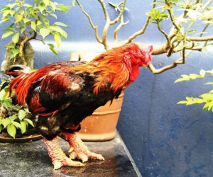 Gà Đông Tảo giá chục triệu 'cháy hàng' ở Sài Gòn
