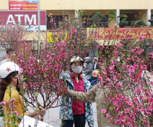 Mới 29 Tết lái buôn, nhà vườn đã xả hàng, bán chạy hoa, quất cảnh