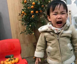 30 chưa phải Tết, bằng chứng là ông bố này: Mua cây quất chưa chơi Tết, con đã vặt sạch