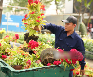 Clip: Không bán hết hàng trưa 30 Tết, nhiều tiểu thương tự tay đập nát chậu hoa, vứt vào thùng rác