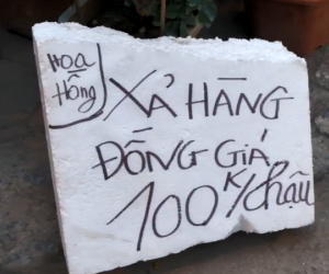 Hoa, cây cảnh Tết giảm 80%: Chỉ mong gỡ lại vốn