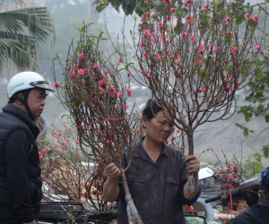 Người mua hoa lý giải việc phải chờ đến ngày 29, 30 Tết: 'Cũng vì nhiều người bán hét giá cao quá!'