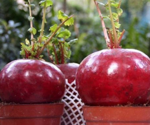 Nông sản độc đáo vào chậu cảnh chưng Tết