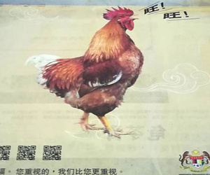 Malaysia xin lỗi vì hình ảnh gà 'sủa' tiếng chó mừng năm Tuất