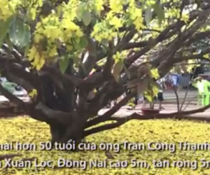 Video: Cây mai được trả 2 tỷ đồng thu hút hàng nghìn khách tham quan