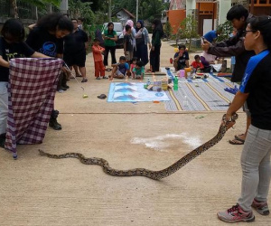 Hổ mang chúa tràn lan thành phố lớn nhất Indonesia