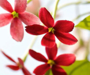 Thứ Năm của bạn (22/2): Song Tử cầu toàn trong mọi việc