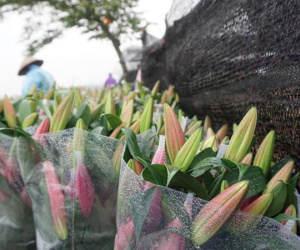 Hà Nội: Làng hoa Tây Tựu nở trái mùa, nông dân khóc ròng vì cắm nhà trả nợ