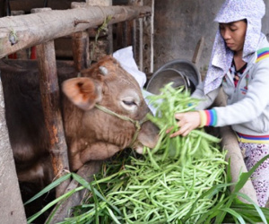 Giá rau xanh giảm đến 50 lần, nông dân đổ cho bò ăn