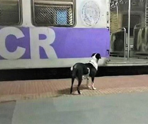 Mỗi đêm đều đợi cùng một chuyến tàu, đâu là bí mật của chú chó kì lạ này?