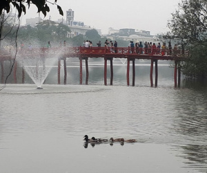 Bất ngờ xuất hiện 'đàn vịt trời' tại hồ Gươm