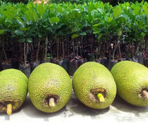 Thương lái Trung Quốc ồ ạt gom mít Thái
