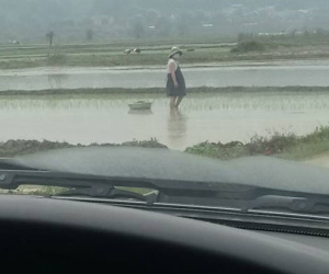 Mẹ bầu bụng to vượt mặt vẫn đi cấy ngoài ruộng khiến ai nhìn cũng thương