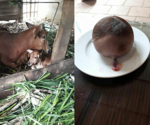 Bò đẻ ra một ‘vật lạ’ to như đầu trẻ sơ sinh