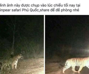 Phú Quốc bác thông tin hổ xổng chuồng tại Vinpearl Safari