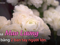 Video: Hoa nhập khẩu khổng lồ cho ngày 8/3