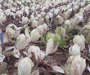 Hoa ly 2.000 đồng/cành, dưa chuột 3.000 đồng/kg: Cũng chỉ tại thời tiết