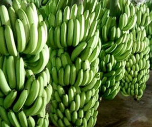 Giá chuối tăng cao kỷ lục