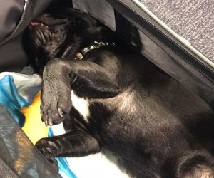 Chú chó bulldog chết thảm trên chuyến bay của United Airlines sau khi tiếp viên hàng không yêu cầu nhét vào khoang hành lý