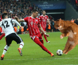 Trận đấu của Bayern bị gián đoạn vì một chú mèo