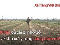Video: Hàng nghìn tấn củ cải của nông dân Hà Nội phải vứt bỏ