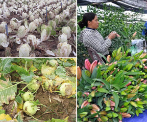 Rau thối đầy đồng, mang đổ xuống sông: Bộ ra công văn hỏa tốc