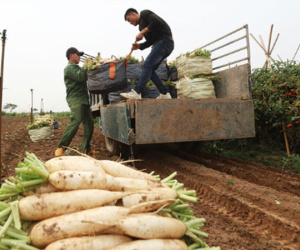 Siêu thị 'giải cứu' củ cải trắng