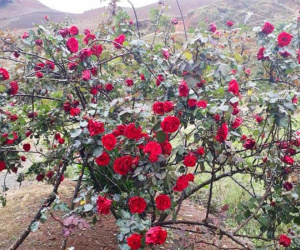Xuất hiện thông tin mới vụ 'cây hoa hồng đắt giá bị người lạ đánh ô tô vào tận nhà cuỗm mất'