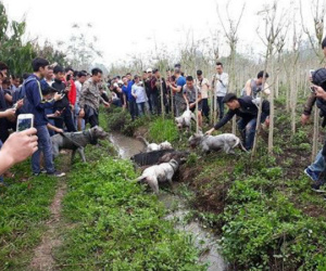Chó săn và lợn rừng 'tử chiến': Hành động đầy phản cảm, gây nguy hiểm không thể chấp nhận