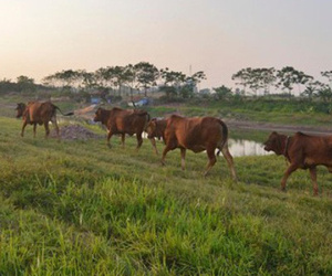 Nghi án anh em thầy giáo chém chết trẻ chăn bò