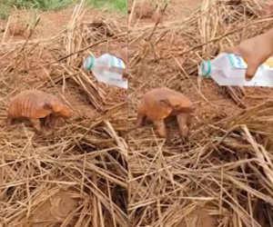Sinh vật có tai như lợn, mai như rùa đến gần người xin nước uống