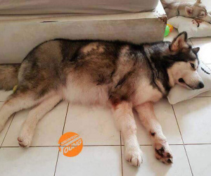 Câu chuyện cảm động về chú chó Alaska thông minh, cứu cả gia đình chủ trong đám cháy kinh hoàng tại chung cư ở Sài Gòn