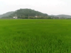 Clip: Bác nông dân bỏ chạy khi thấy flycam tới gần mình khi đang đi thăm lúa